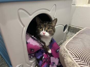 LILITH -  Domestic Short Hair Cat Available for Adoption in Boston, Massachusetts - LILITH | PetCurious