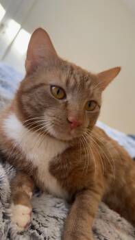 Sunny -  Domestic Short Hair Cat for Adoption in Groveland, Massachusetts - Sunny | PetCurious