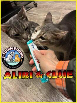 Alibi & Clue -  Domestic Short Hair Cat for Adoption in Jefferson, New Jersey - Alibi & Clue | PetCurious