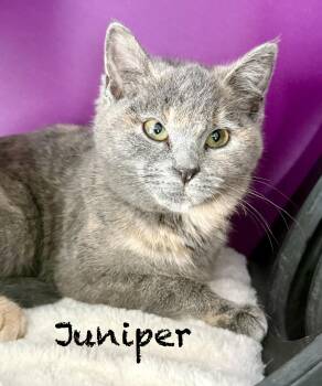 Domestic Short Hair Cats Available for Adoption - Juniper | PetCurious