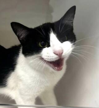 Cookie -  Domestic Short Hair Cat for Adoption in Greenfield, Indiana - Cookie | PetCurious