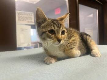 Hollis -  Domestic Short Hair Cat for Adoption in Lovingston, Virginia - Hollis | PetCurious