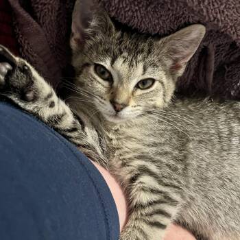 Domestic Short Hair Cats Available for Adoption in Hudsonville, Michigan - Evermore | PetCurious