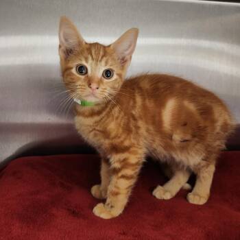 Rhubarb -  Domestic Short Hair Cat for Adoption in Fort Wayne, Indiana - Rhubarb | PetCurious