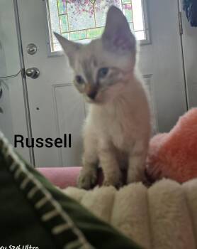 Russell -  Snowshoe Cat for Adoption in Shrewsbury, Massachusetts - Russell | PetCurious