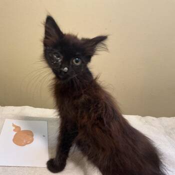 Tide -  Domestic Medium Hair Cat for Adoption in Pasadena, California - Tide | PetCurious