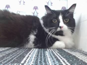 Rescue Domestic Medium Hair Cats for Adoption in Orlando, Florida - PRINCESS | PetCurious