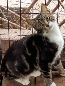 Rescue Domestic Short Hair Cats for Adoption in Manhattan, Kansas - Missy *Courtesy Post | PetCurious