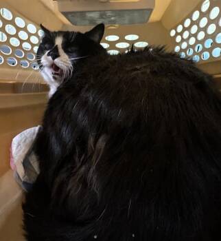 Rescue Domestic Short Hair Cats for Adoption in Indianapolis, Indiana - DOMINO | PetCurious