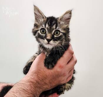 Pounce De Leon -  Domestic Long Hair Cat for Adoption in Spokane, Washington - Pounce De Leon | PetCurious