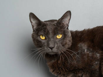 Rescue Domestic Short Hair Cats for Adoption in Longmont, Colorado - Spring Break | PetCurious