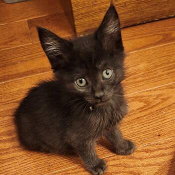 Domestic Short Hair Cats Available for Adoption in Candler, North Carolina - Shallot | PetCurious