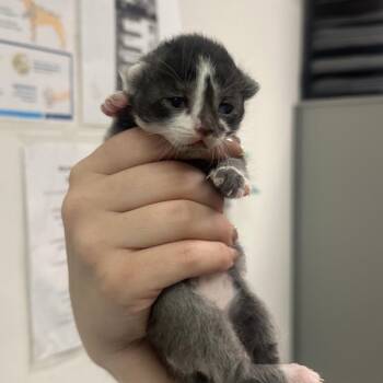 Fake Love -  Domestic Short Hair Cat for Adoption in Charleston, West Virginia - Fake Love | PetCurious