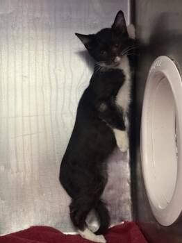 61468473 -  Domestic Short Hair Cat for Adoption in El Paso, Texas - 61468473 | PetCurious
