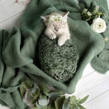 Rescue Siamese and Domestic Medium Hair Cats for Adoption in St. George, Utah - Ellie | PetCurious