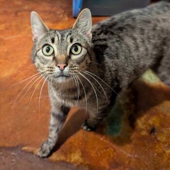 Snacks -  Domestic Short Hair Cat for Adoption in Aberdeen, Washington - Snacks | PetCurious
