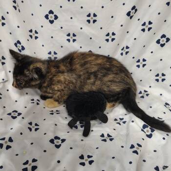 Turtle -  Domestic Short Hair Cat for Adoption in Coos Bay, Oregon - Turtle | PetCurious
