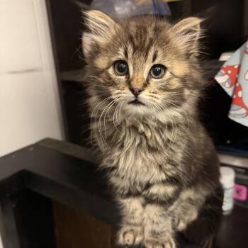 Lynx -  Domestic Long Hair Cat for Adoption in Durango, Colorado - Lynx | PetCurious