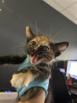 KATIE -  Domestic Short Hair Cat for Adoption in San Antonio, Texas - KATIE | PetCurious
