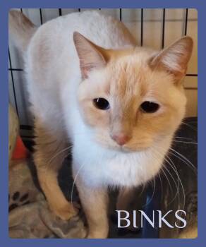 Tabby Cats Available for Adoption in Lawton, Oklahoma - BINKS | PetCurious