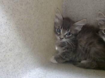 A552242 -  Domestic Long Hair and Domestic Short Hair Cat for Adoption in Moreno Valley, California - A552242 | PetCurious