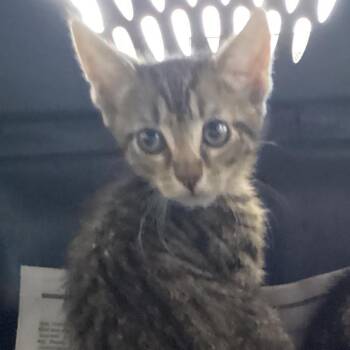 ChaChi -  Domestic Short Hair Cat for Adoption in Montgomery, Alabama - ChaChi | PetCurious