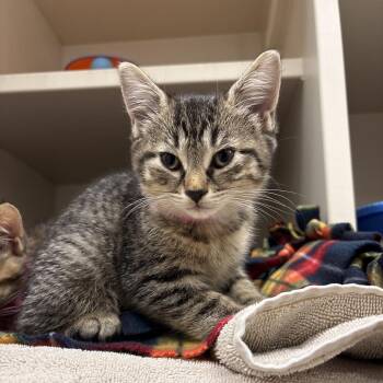 Artemis -  Domestic Short Hair Cat for Adoption in Fairport, New York - Artemis | PetCurious