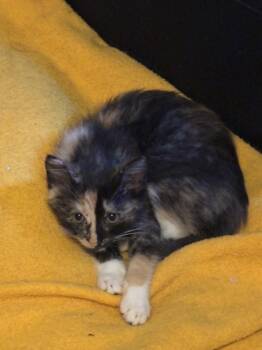 D&D kittens: Cece the Barbarian -  Domestic Medium Hair and Calico Cat for Adoption - D&D Kittens: Cece The Barbarian | PetCurious