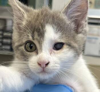 Bocelli -  Domestic Short Hair Cat for Adoption in Oakland, California - Bocelli | PetCurious