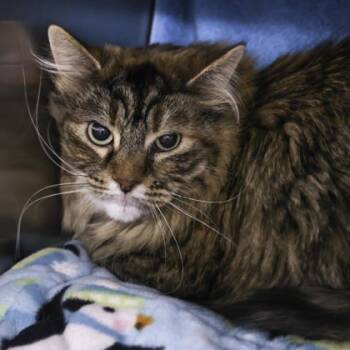 Rescue Domestic Long Hair and Domestic Short Hair Cats for Adoption in Madison, Wisconsin - Octavia | PetCurious