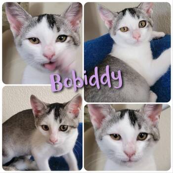 Bobiddy -  Domestic Short Hair Cat for Adoption in Hollister, California - Bobiddy | PetCurious