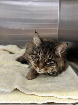 Lego -  Domestic Long Hair and Domestic Short Hair Cat for Adoption in Simcoe, Ontario - Lego | PetCurious