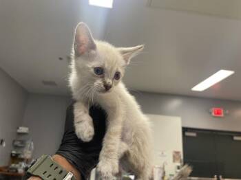 A1927777 -  Domestic Short Hair Cat for Adoption in Thousand Palms, California - A1927777 | PetCurious