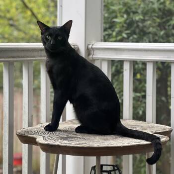 Jack Black -  Domestic Short Hair Cat for Adoption in Richmond, Virginia - Jack Black | PetCurious