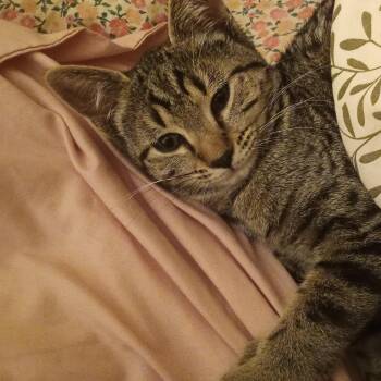 Moosetracks -  Tabby Cat for Adoption in Muncie, Indiana - Moosetracks | PetCurious