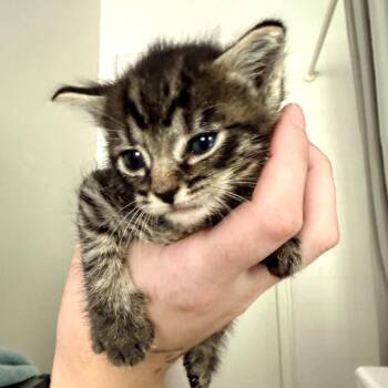 Domestic Short Hair Cats Available for Adoption - Gravy | PetCurious