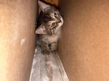 Maine Coon and Domestic Long Hair Cats Available for Adoption in New Braunfels, Texas - Cher | PetCurious