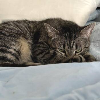 Sonnet -  Domestic Short Hair Cat for Adoption in Hopkinton, Massachusetts - Sonnet | PetCurious