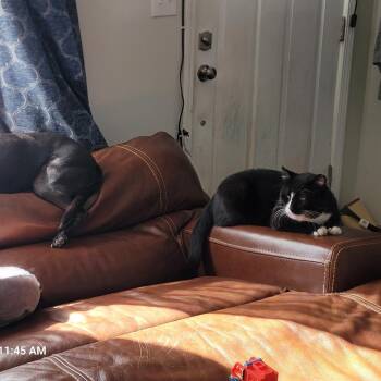 Domestic Short Hair Cats Available for Adoption - Sebastian (Meanie) | PetCurious