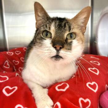 Heart -  Domestic Short Hair Cat for Adoption in East Hampton, New York - Heart | PetCurious