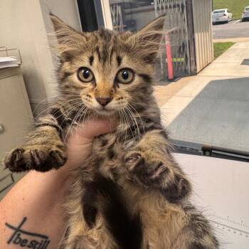 Cinnamon Twist -  Domestic Short Hair Cat for Adoption in Columbiana, Alabama - Cinnamon Twist | PetCurious