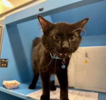 Domestic Medium Hair Cats Available for Adoption in Boston, Massachusetts - CASTOR | PetCurious
