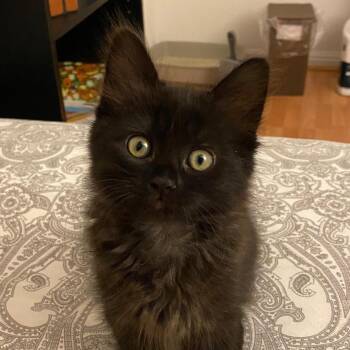 Rye -  Domestic Medium Hair Cat for Adoption in Pleasanton, California - Rye | PetCurious