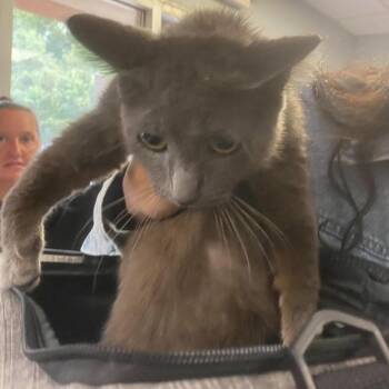 Sarabi -  Domestic Short Hair Cat for Adoption in Huntington, West Virginia - Sarabi | PetCurious
