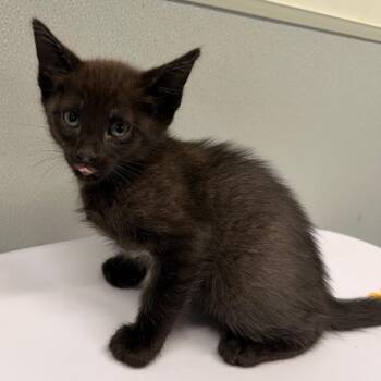 Domestic Short Hair Cats Available for Adoption in Tampa, Florida - Tracy | PetCurious