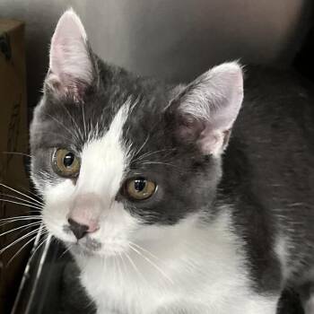 Mustache -  Domestic Short Hair Cat for Adoption in Baltimore, Maryland - Mustache | PetCurious
