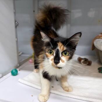 Albuquerque -  Domestic Medium Hair Cat for Adoption in Raleigh, North Carolina - Albuquerque | PetCurious