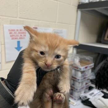 Domestic Short Hair Cats Available for Adoption in Memphis, Tennessee - Datum | PetCurious