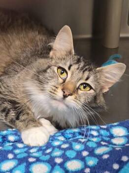 Domestic Medium Hair Cats Available for Adoption in Vancouver, Washington - Kamaya | PetCurious