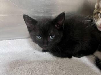 TEENIE -  Domestic Short Hair Cat for Adoption in Santa Fe, New Mexico - TEENIE | PetCurious